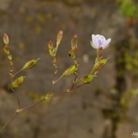 Murdannia esculenta (Wall. ex C.B.Clarke) Abeyw.